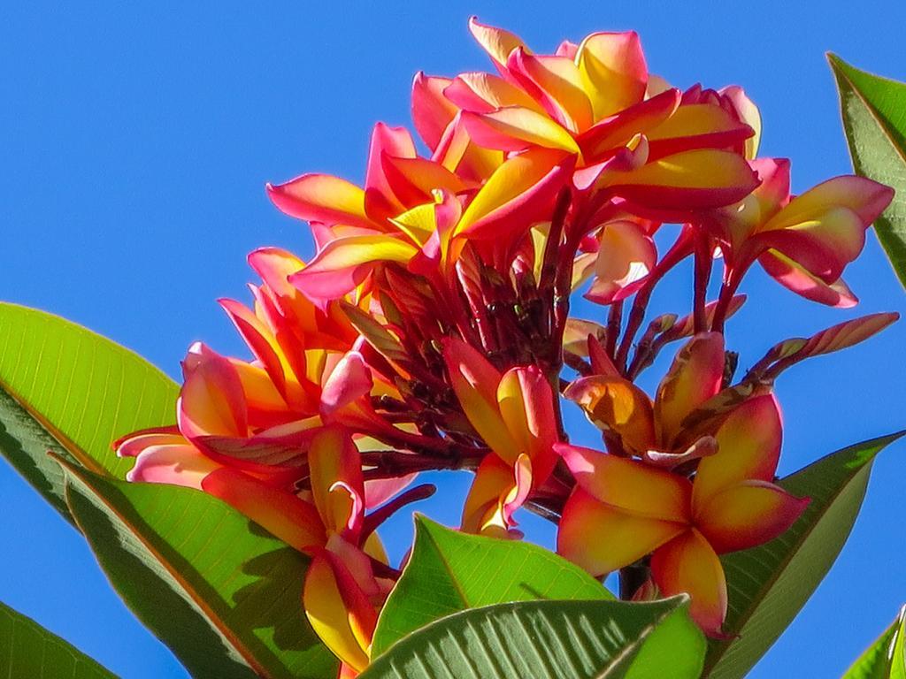 Marlin Waters Beachfront Apartments Palm Cove Buitenkant foto
